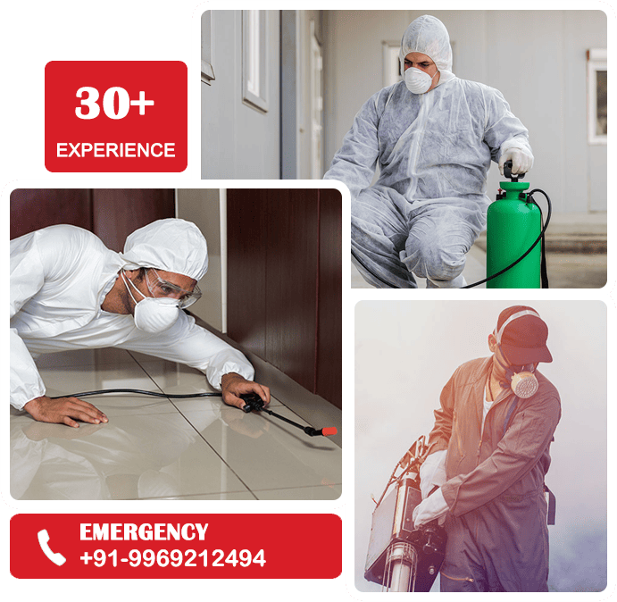 Pest Control Services in Thane Panchpakhadi, Safe & Effective